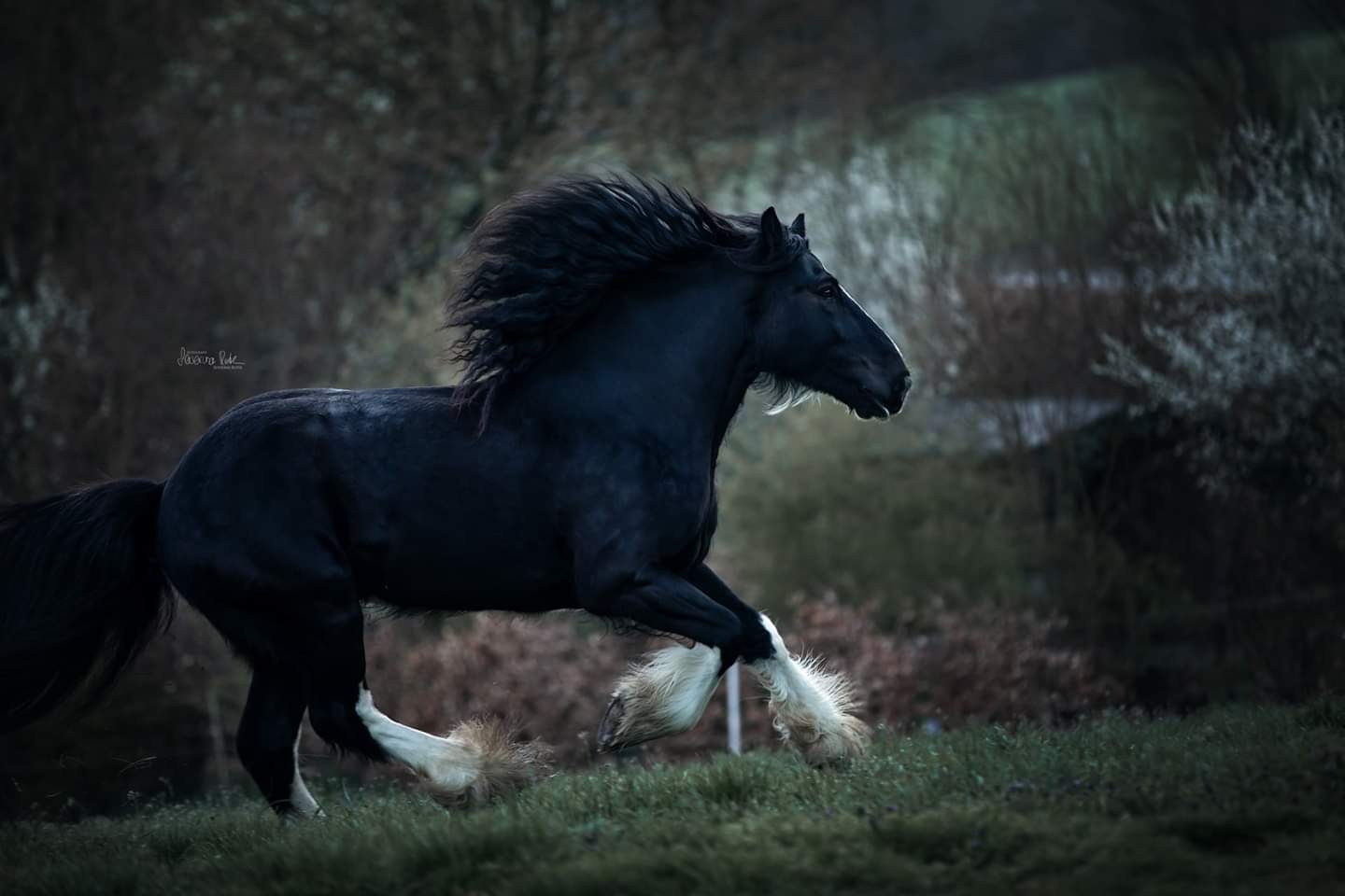 Shire Horse Ikarus